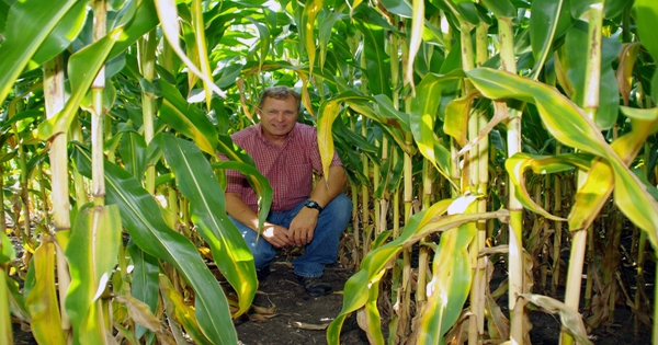 Is Conventional Corn Worth Considering?