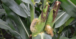 ears of corn with second ear shoot coming out of the same ear shank as the main ear