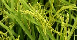 Rice Cropjpg.jpg