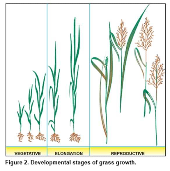 Forage Development Forage considerations in a difficult year