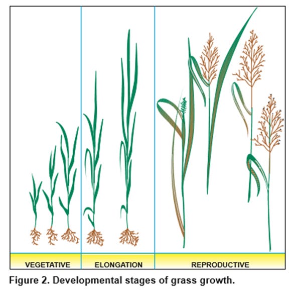 Developmental stages of grass growth graphic