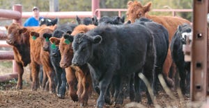 penned beef cattle