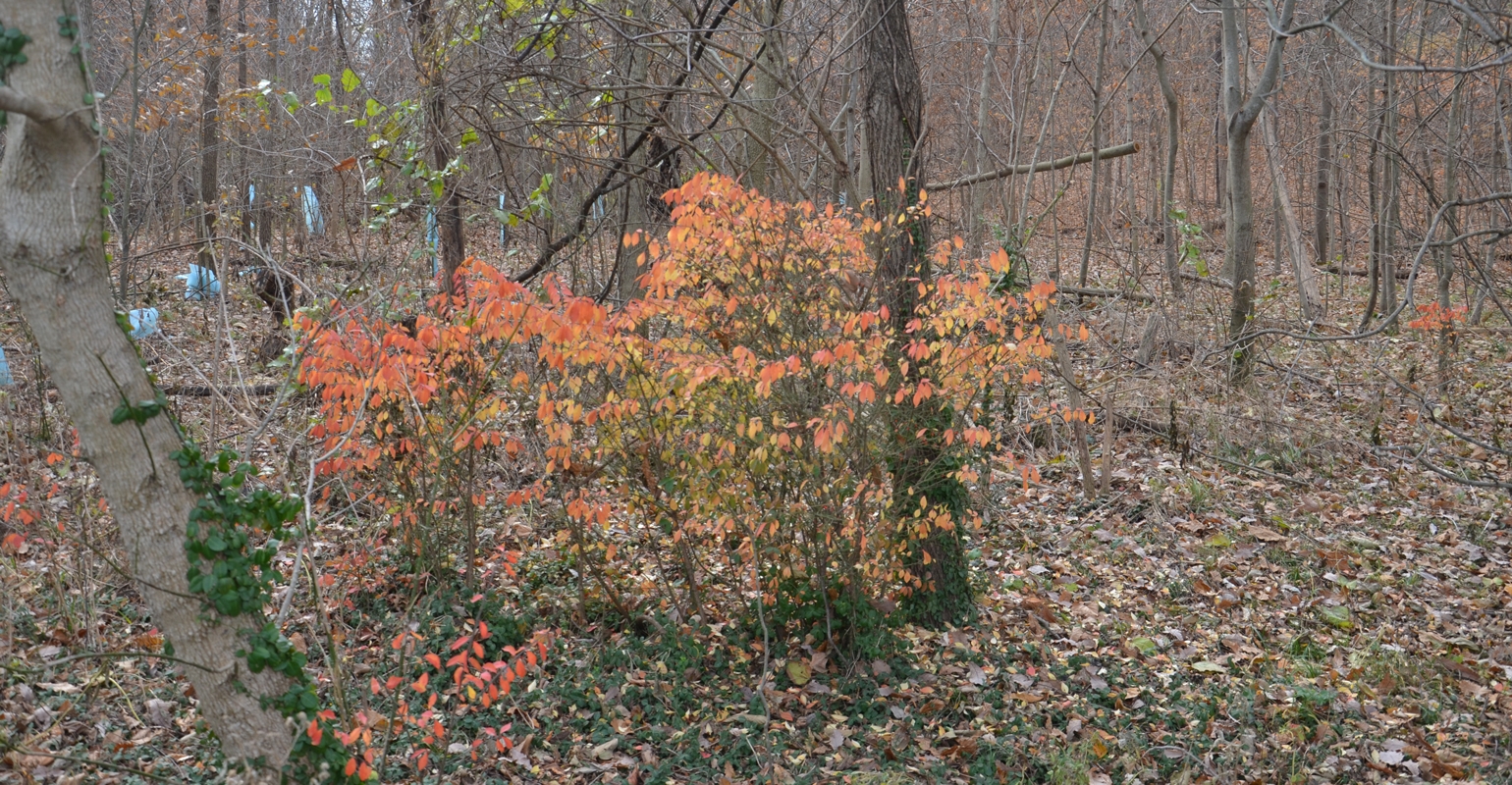 Once you see burning bush in a woods, you won’t it