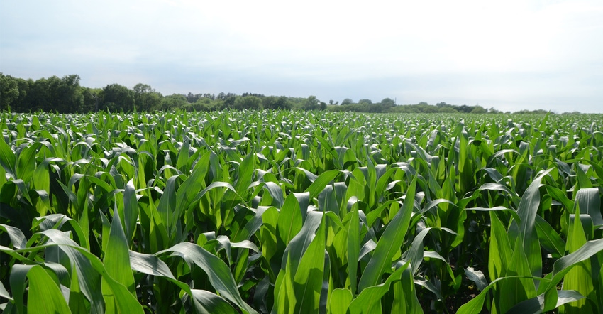 closeup of corn field closeup of corn field