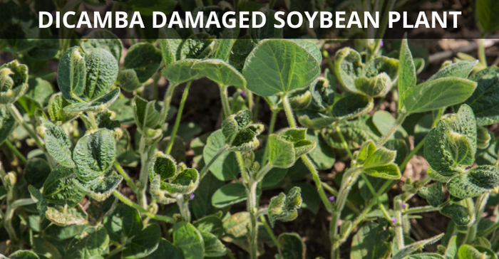 Soybean Plant Damaged By Dicamba.png