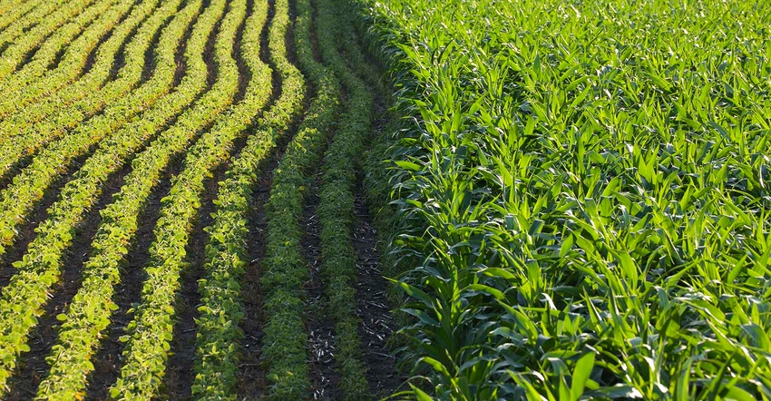 Rows of corn and soybeans next to each other in a sunlit field on a summer day Rows of corn and soybeans next to each other in a sunlit field on a summer day