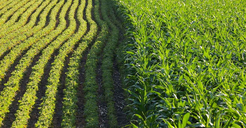 Rows of corn and soybeans next to each other in a sunlit field on a summer day