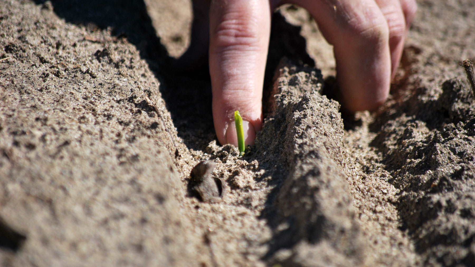 Farmer's hand touching corn seedling in furrow.