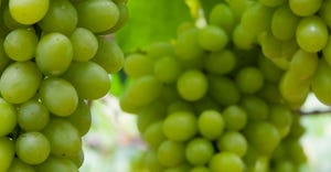 grapes  in vineyard