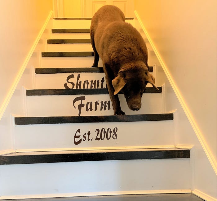 Riley the farm dog walking down the stairs