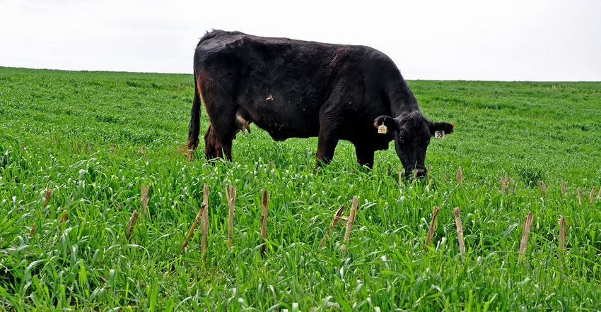 A cow grazes on cover crops