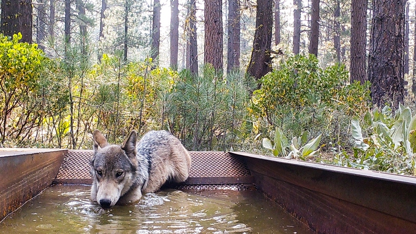 wfp-usfs-grey-wolf-california.jpg wfp-usfs-grey-wolf-california.jpg