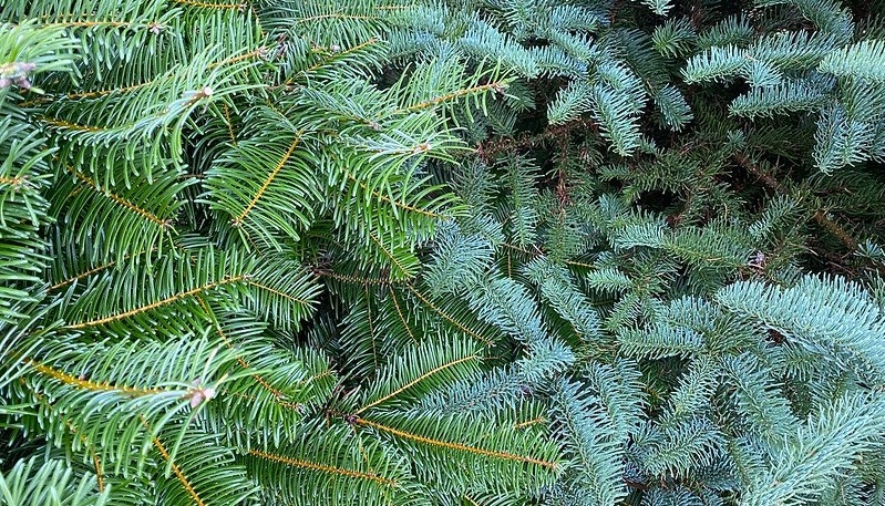WFP-ann-murphy-OSU-christmass-trees.jpg