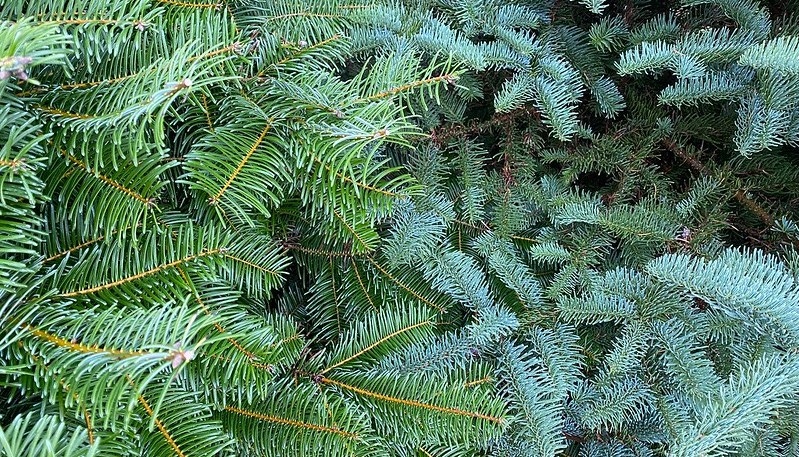 WFP-ann-murphy-OSU-christmass-trees.jpg WFP-ann-murphy-OSU-christmass-trees.jpg