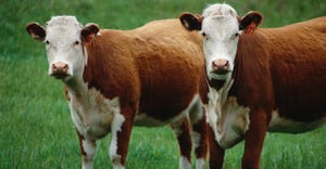 2 Hereford beef cows