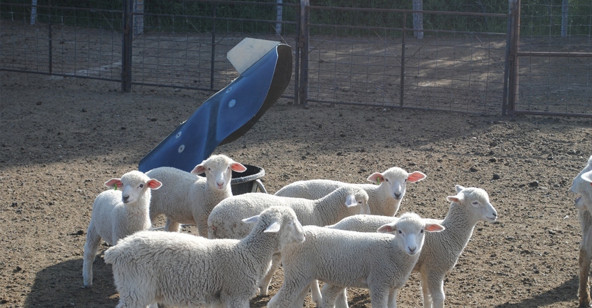 Lambs Lambs