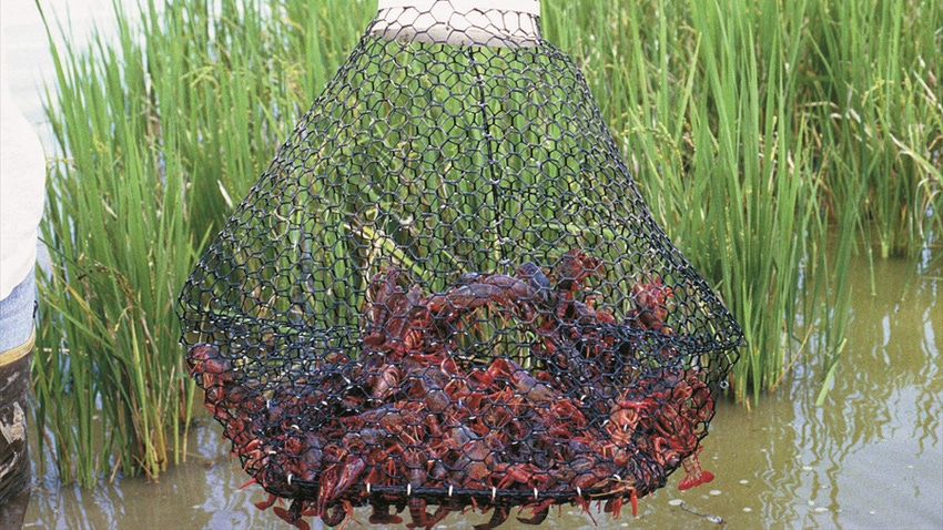 Crawfish Harvest