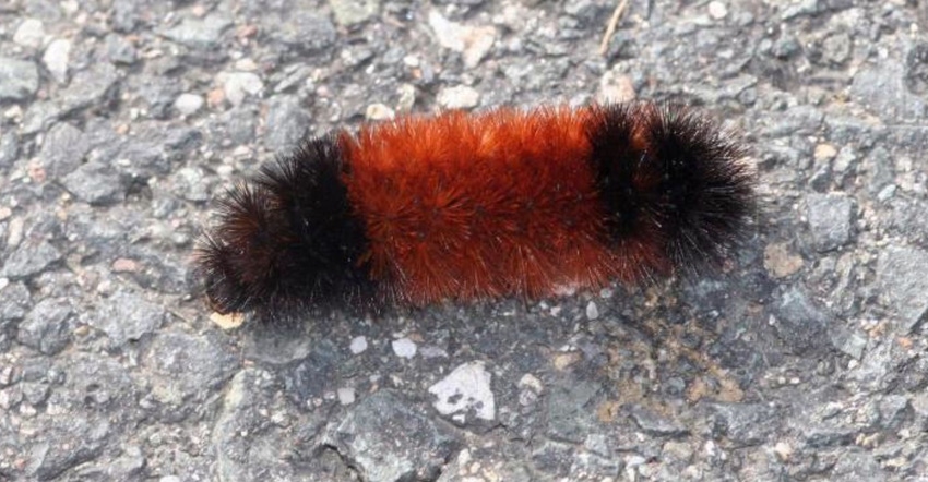 Woolly worm