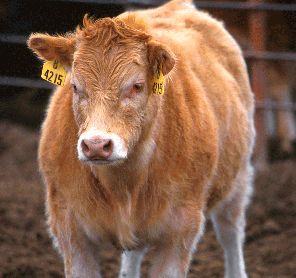 Humane Livestock Handling