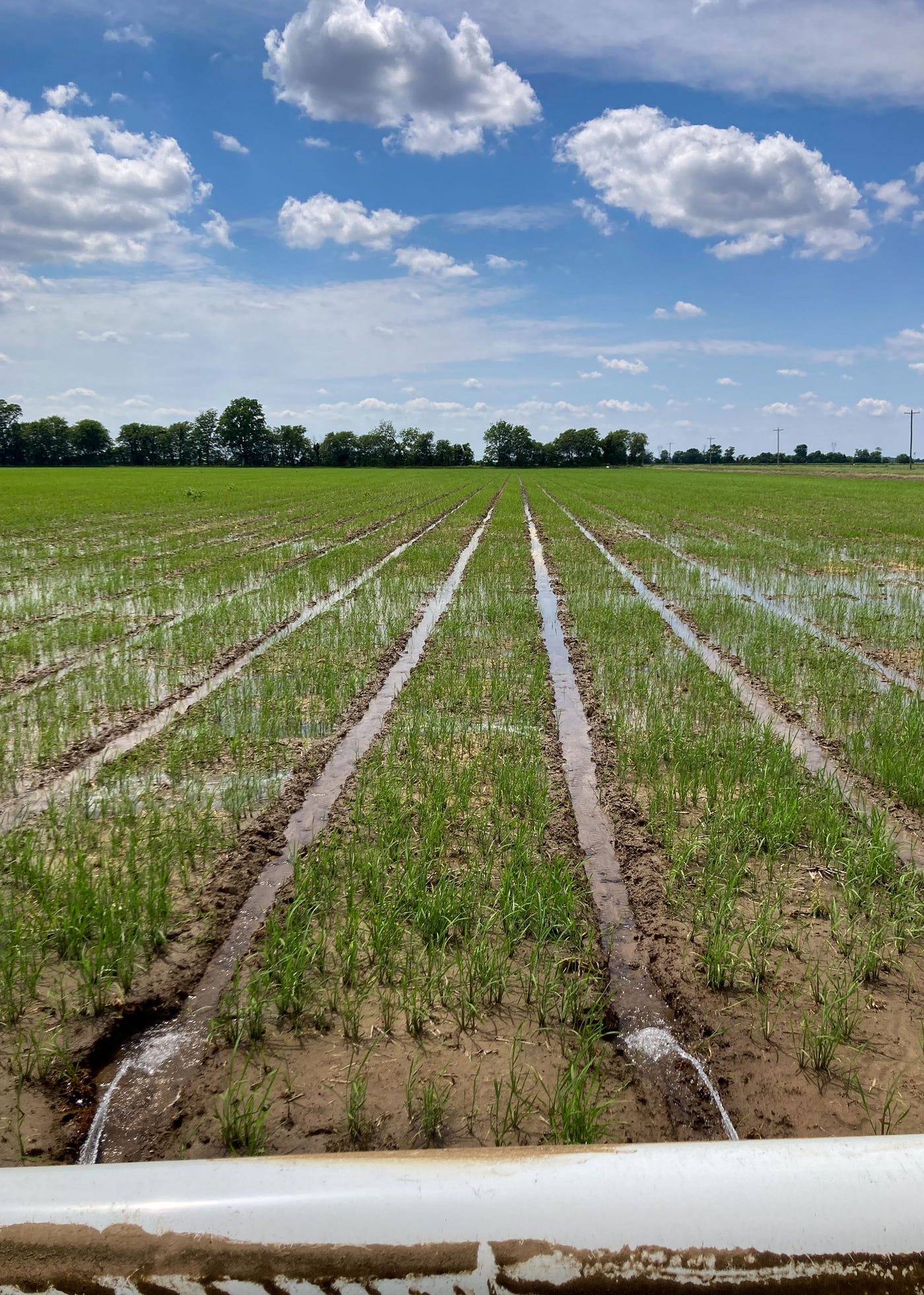Furrow-irrigated rice growing in a Sunflower County field