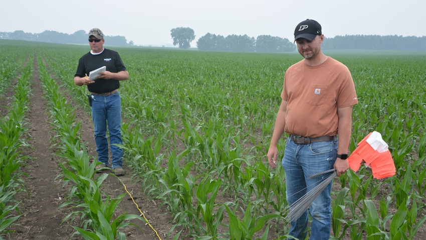 Two men in a cornfield completing stand counts