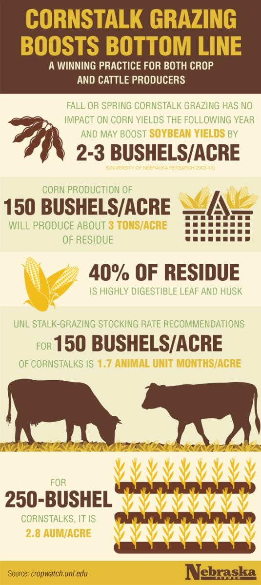cornstalk-grazing-infographic.jpg