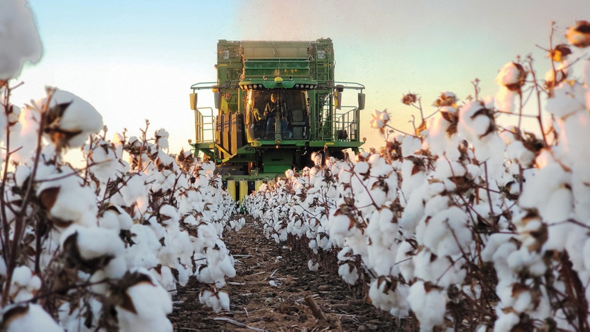 stripping cotton 