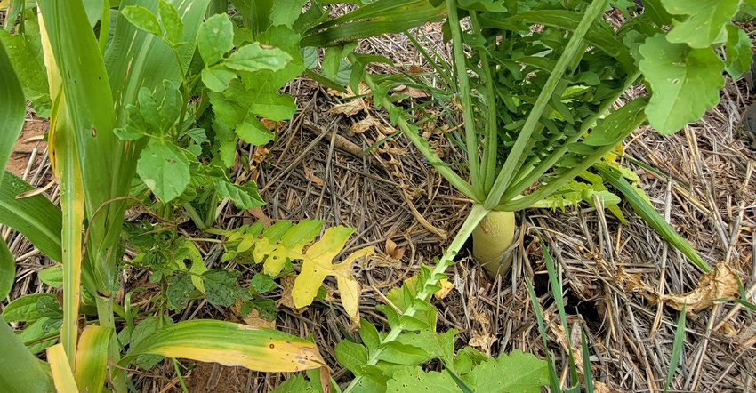 swfp-shelley-huguley-cover-crop-21.jpg swfp-shelley-huguley-cover-crop-21.jpg
