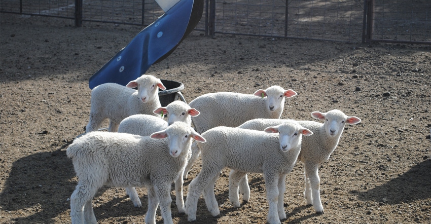 Group of lambs