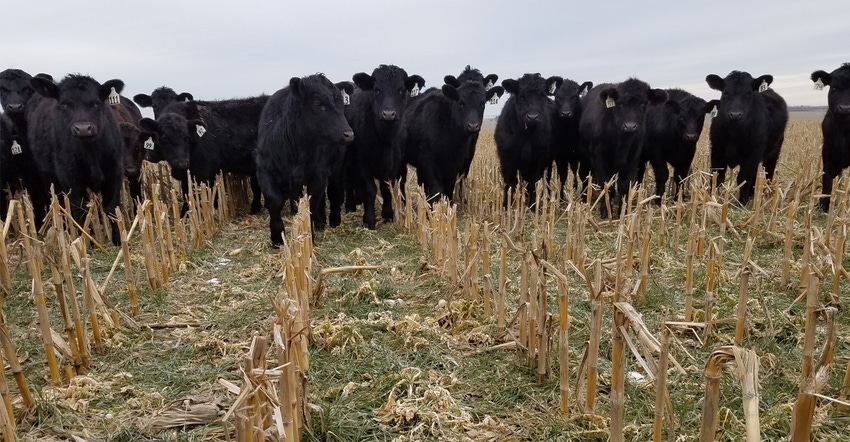 cattle in field with cover crops and corn stalks after harvest during winter
