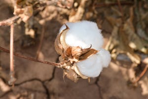 swfp-shelley-huguley-19-dan-smith-cotton-harvest-6083.jpg