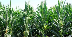 close-up of a cornfield