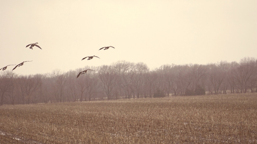 Canada geese flying above field