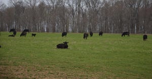 Beef cattle grazing in field
