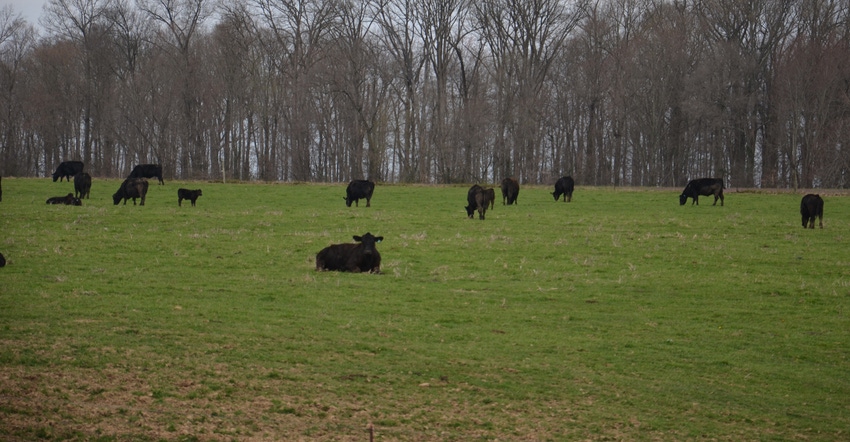Beef cattle grazing in field