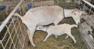 Mother and baby goat in pen