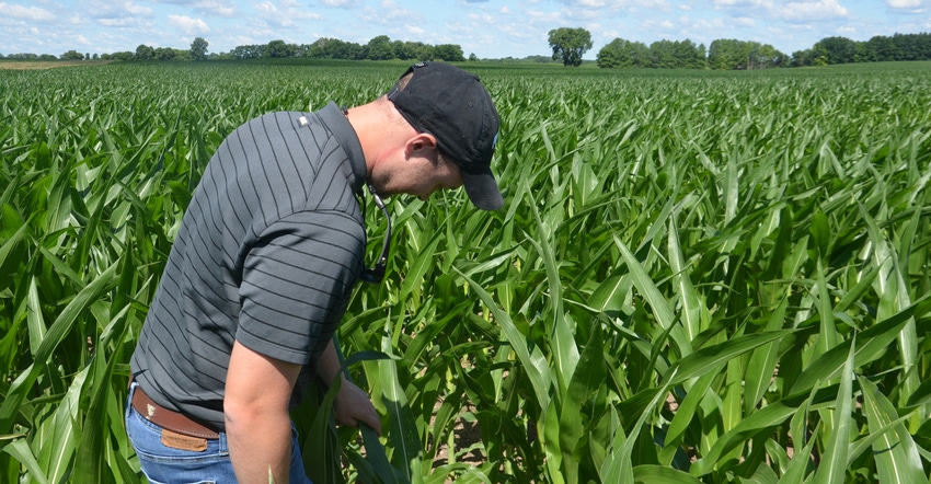 man standing in cornfield inspecting cornstalks