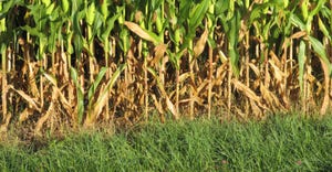 corn stalks stricken by drought
