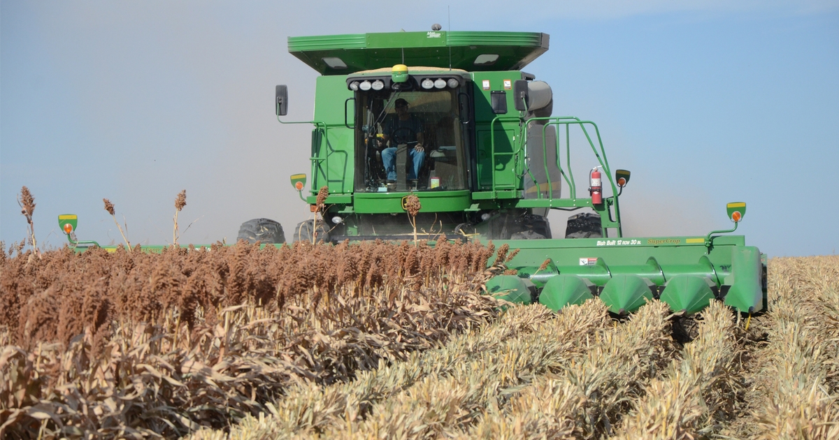 2018 exceptional year for dryland sorghum | Farm Progress