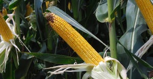 close-up of ear of corn