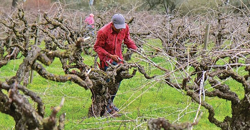GL0408-lodi-winegrape-commis-pruning.jpg GL0408-lodi-winegrape-commis-pruning.jpg
