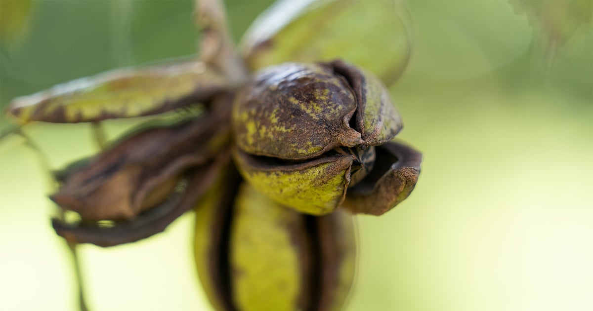 Texas pecan growers expect bigger 2026 crop