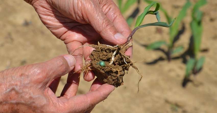 hands hold corn plant with limited root growth due to soil compaction