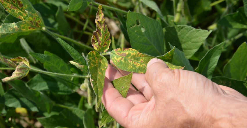 soybean plant showing signs of sudden death syndrome