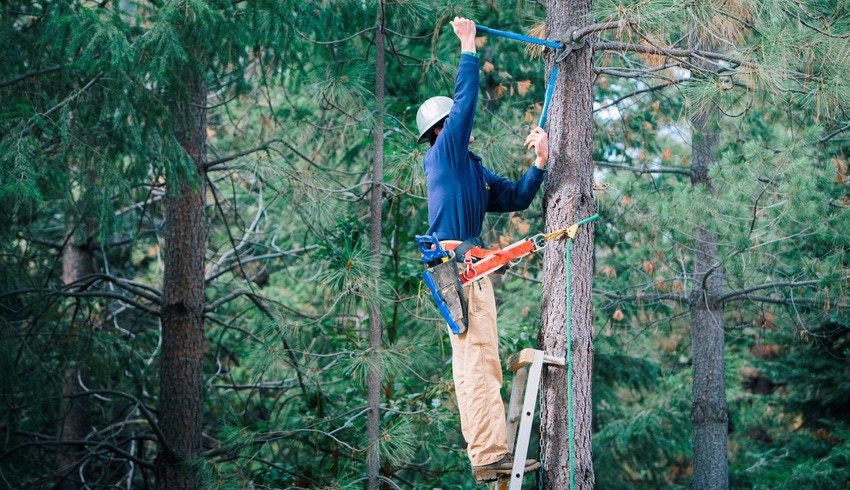 WFP-UC-pruning-forest.jpg WFP-UC-pruning-forest.jpg