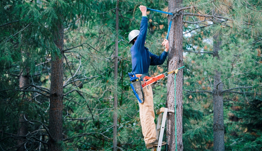 WFP-UC-pruning-forest.jpg