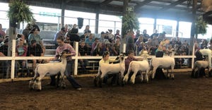 kids showing sheep in show ring
