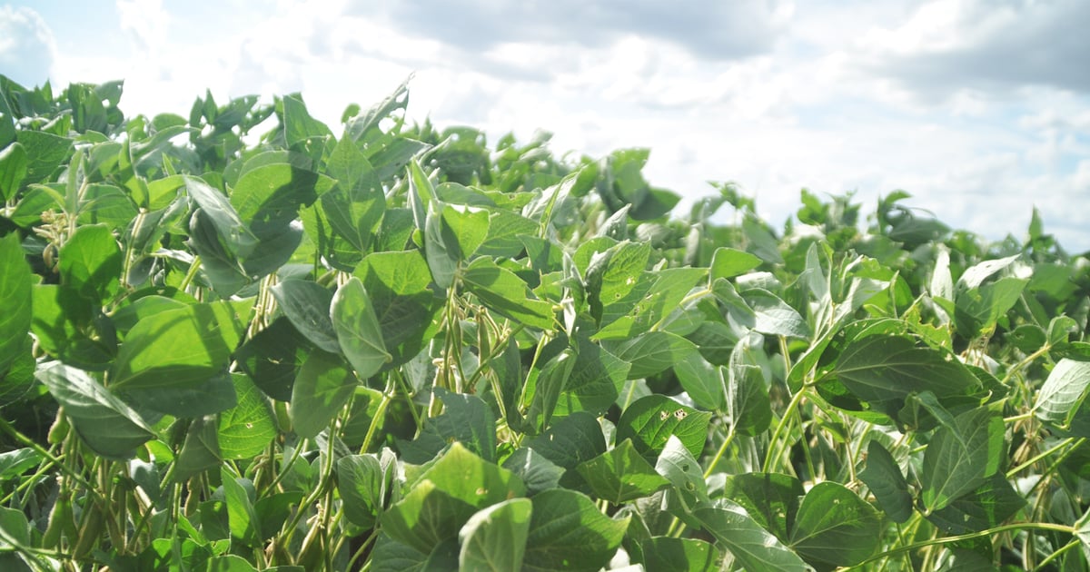 FMC submits new biopesticides for EPA approval