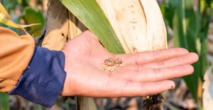 a farmer's hand holding corn damaged by fall armyworm