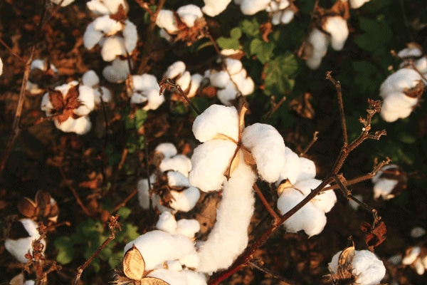 Gossypol-free seed would boost cotton's value 236777